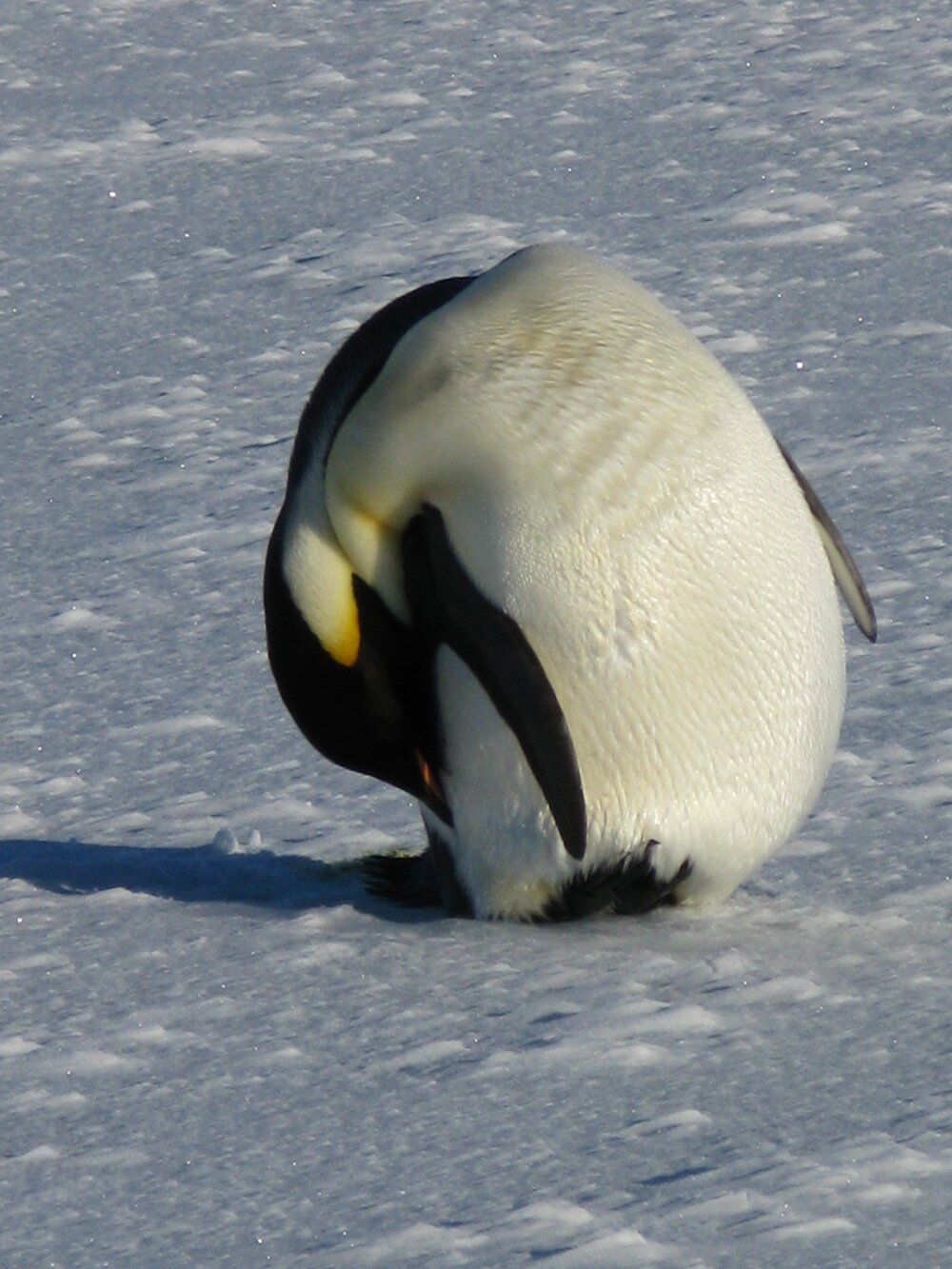 Emperor Penguin (004)