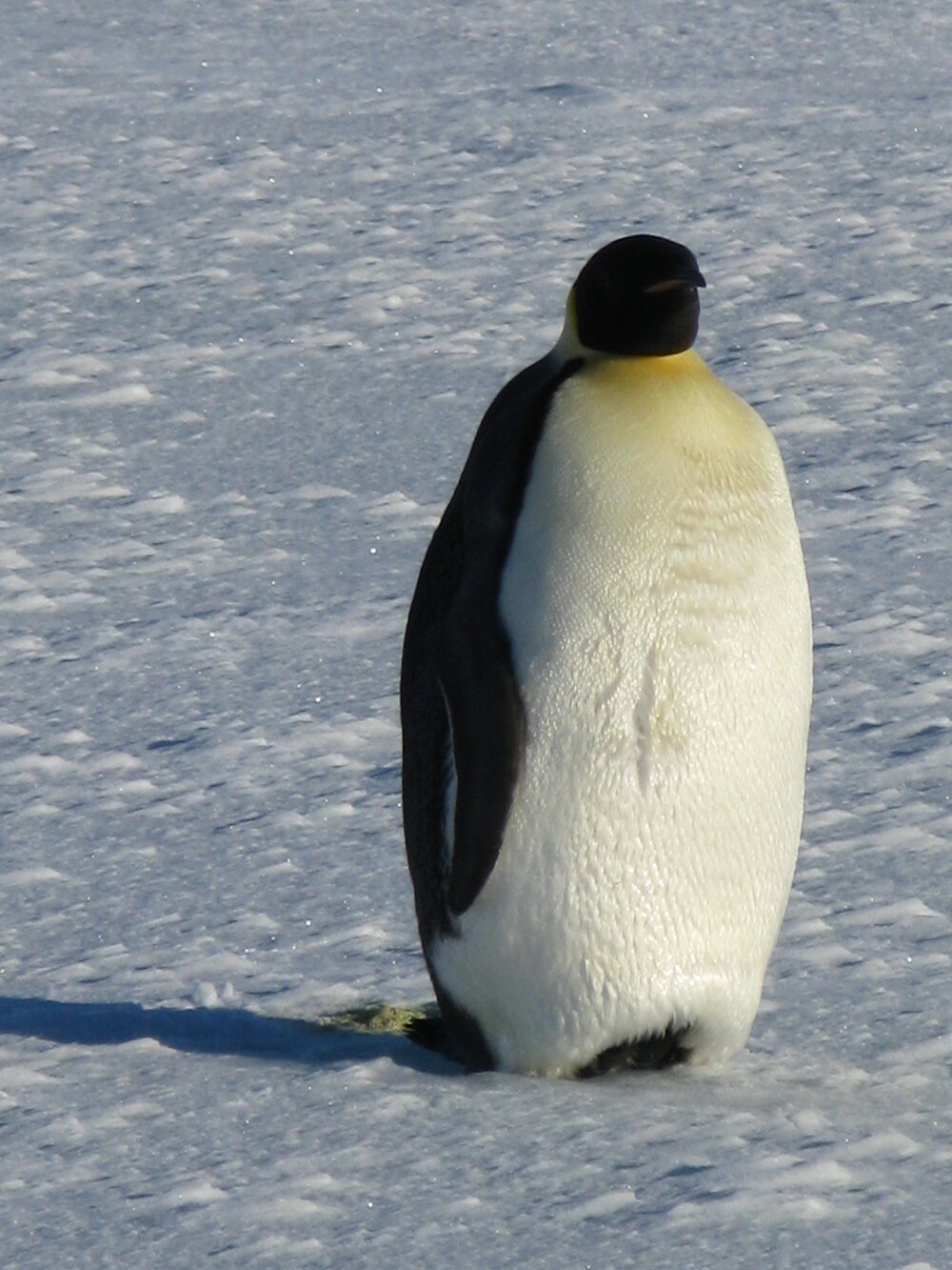Emperor Penguin (005)