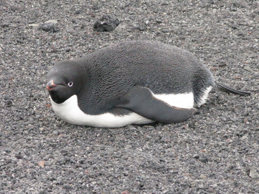 Ad&eacute;lie penguin (002)