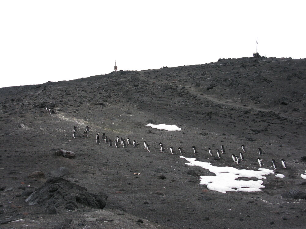 Ad&eacute;lie penguins (010)
