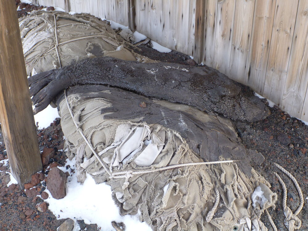 Seal carcase and historic awning