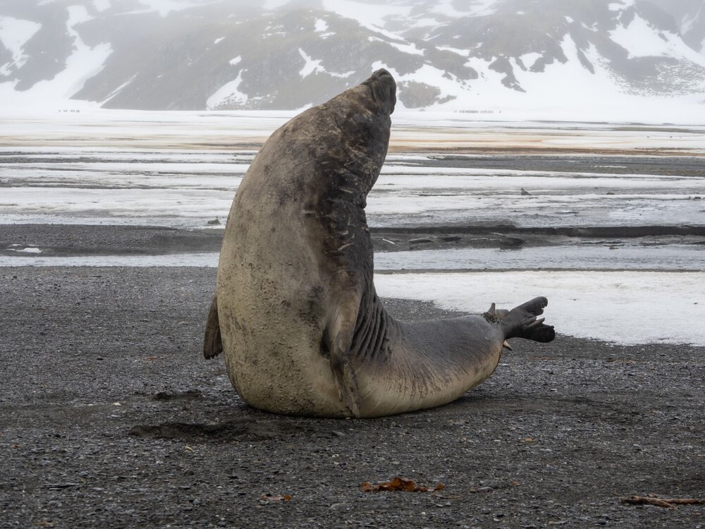 Elephant seal, South Georgia