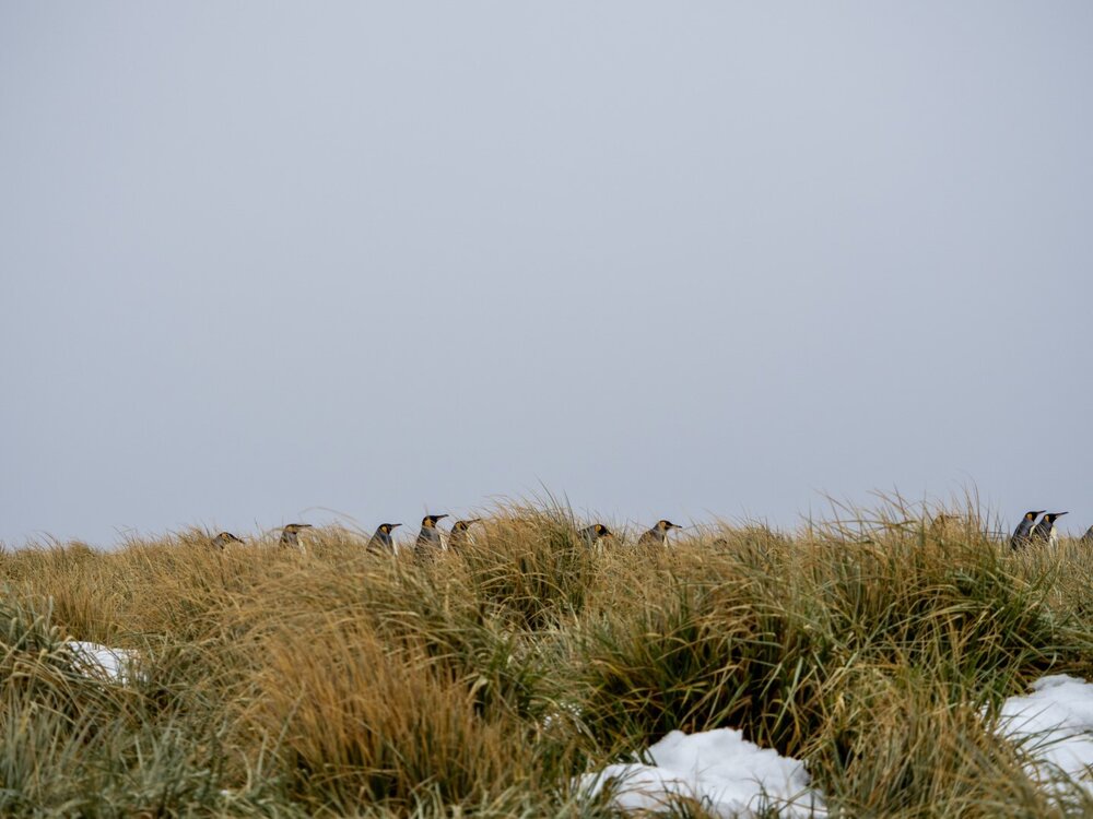 King penguins, South Georgia