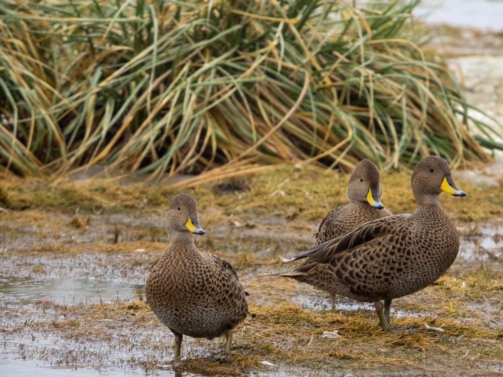 South Georgia Pintail Ducks, South Georgia