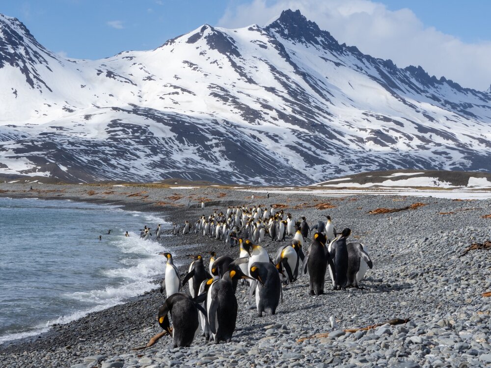 King penguins coming ashore, Fortuna Bay, South Georgia