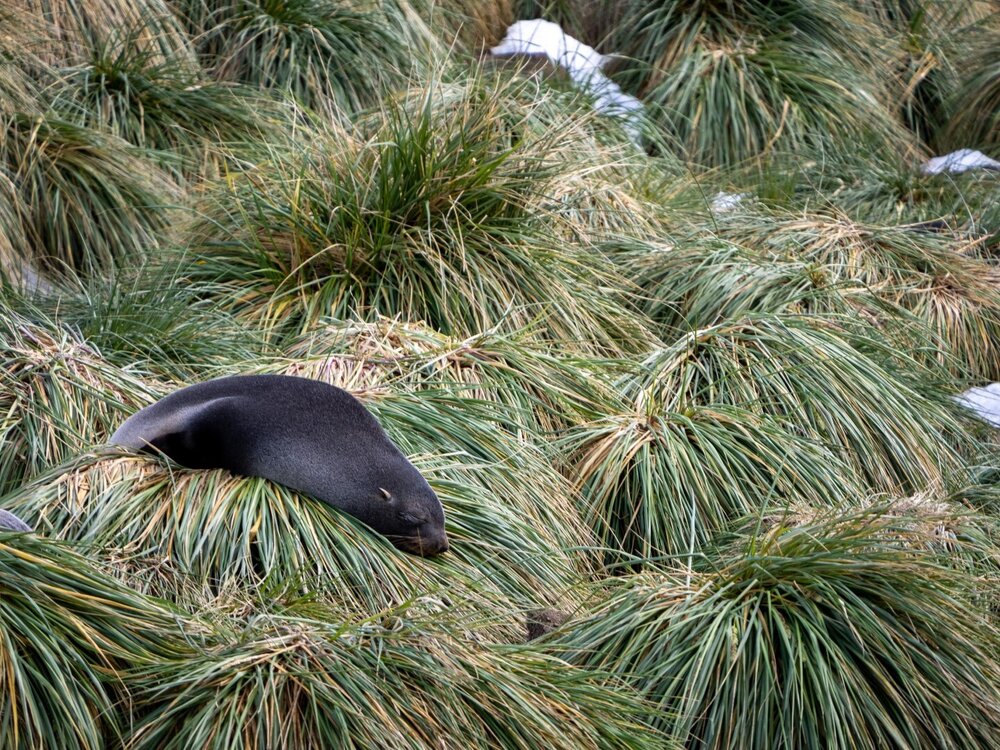 Seal asleep on grass, Fortuna Bay, South Georgia