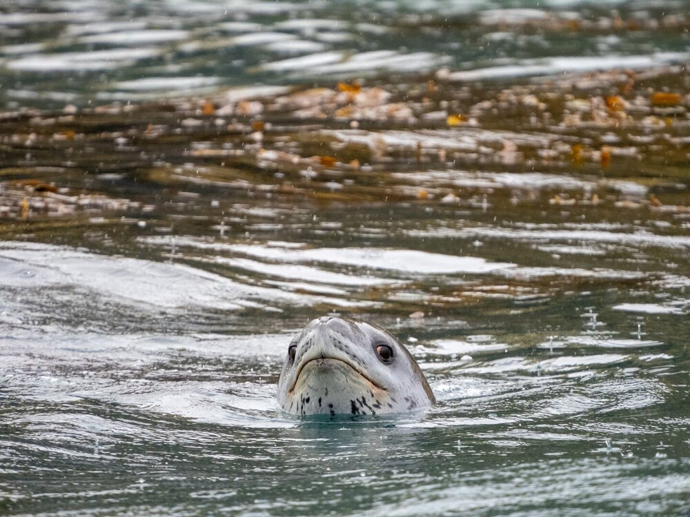 Leopard seal, South Georgia