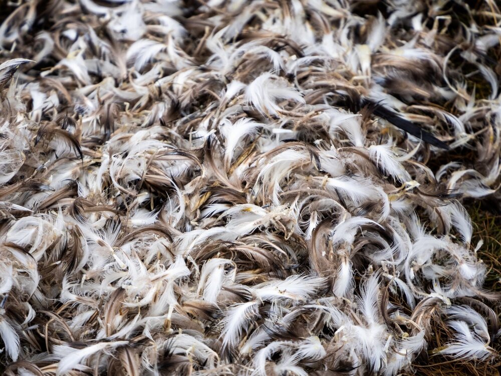 Bird feathers, South Georgia