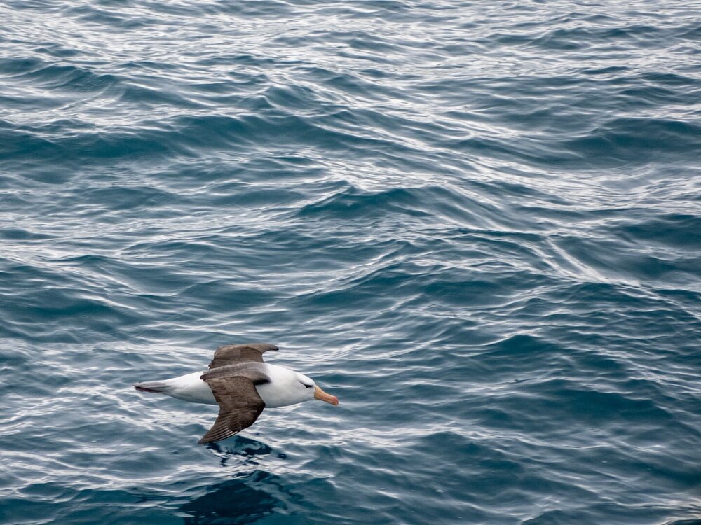 Black Browed Albatross, South Georgia