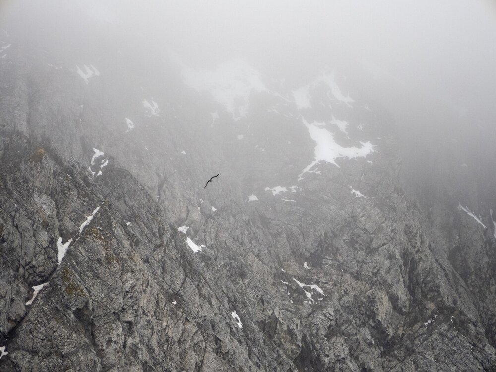 Bird flying over rocky landscapes, South Georgia