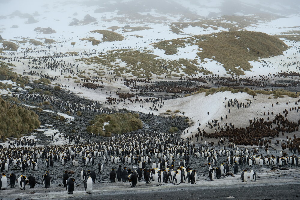 King penguins, Right Whale Bay, South Georgia (002)