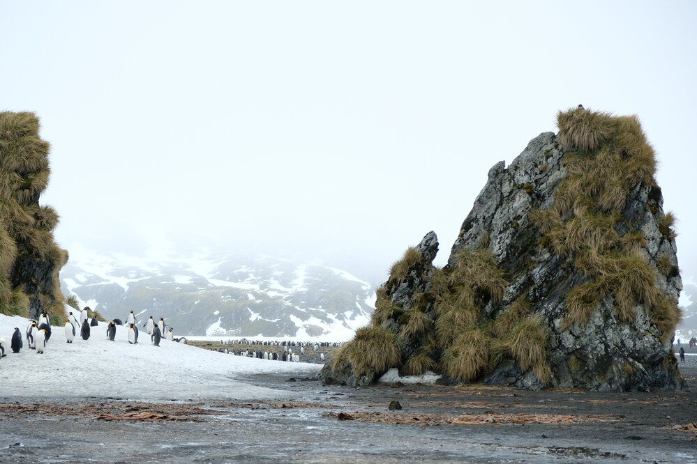 King penguin colony, Right Whale Bay, South Georgia (002)