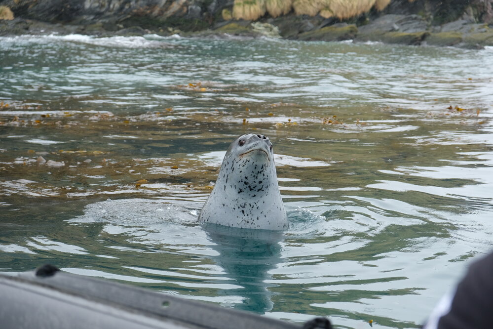 Leopard seal, South Georgia