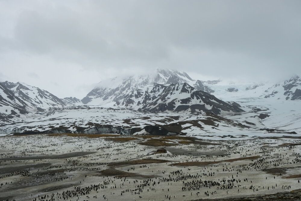 King penguin colony, South Georgia (003)