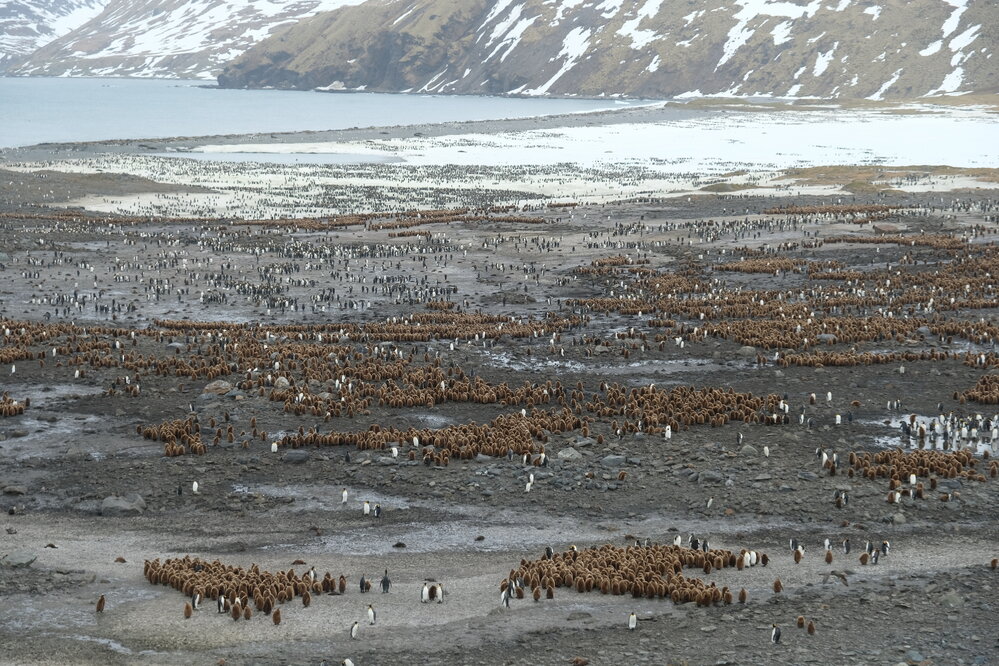 King penguin colony, South Georgia (004)
