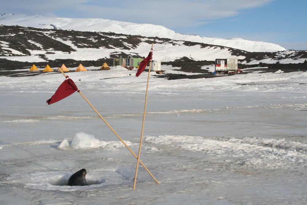 2013-14 Seal near the AHT field camp on Home Beach, Cape Evans