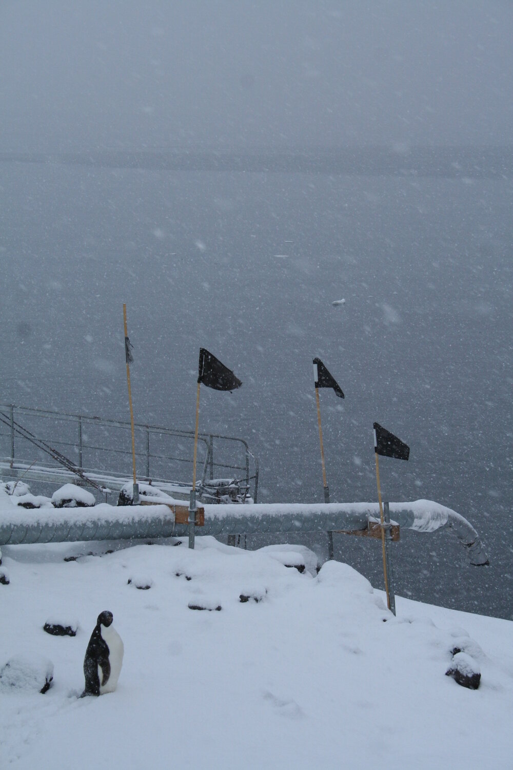 2013-14 Adelie penguin at Scott Base