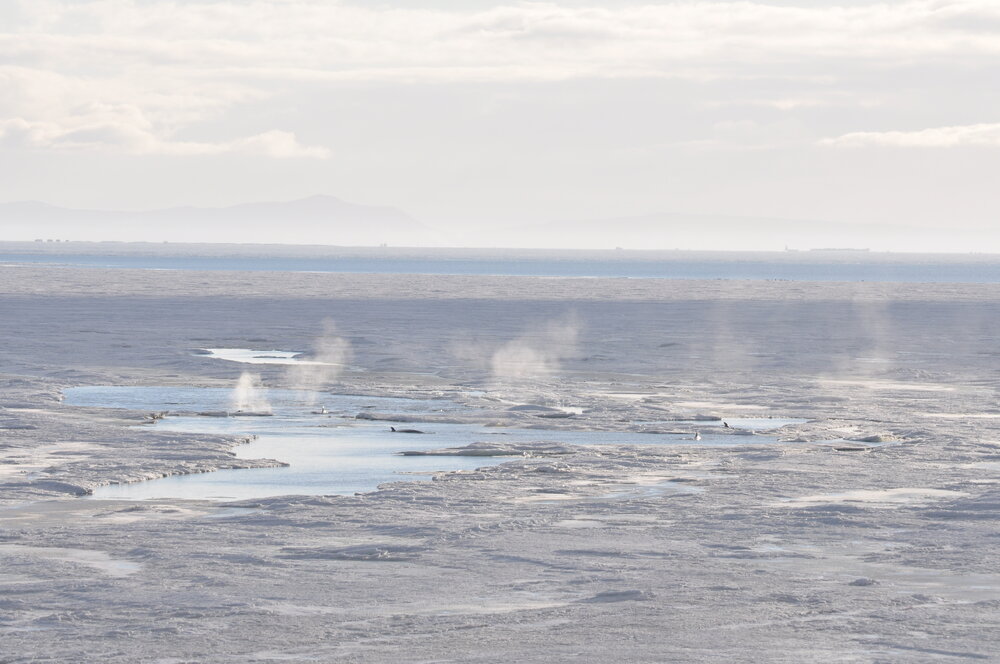 2013-14 Whales spotted in holes in the ice