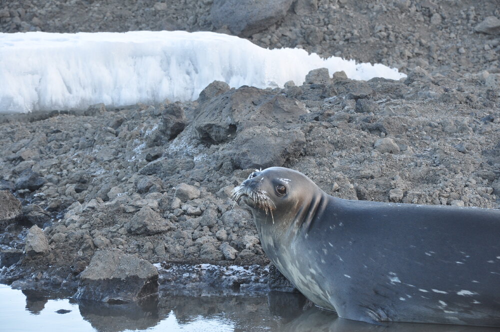 2013-14 Weddell Seal