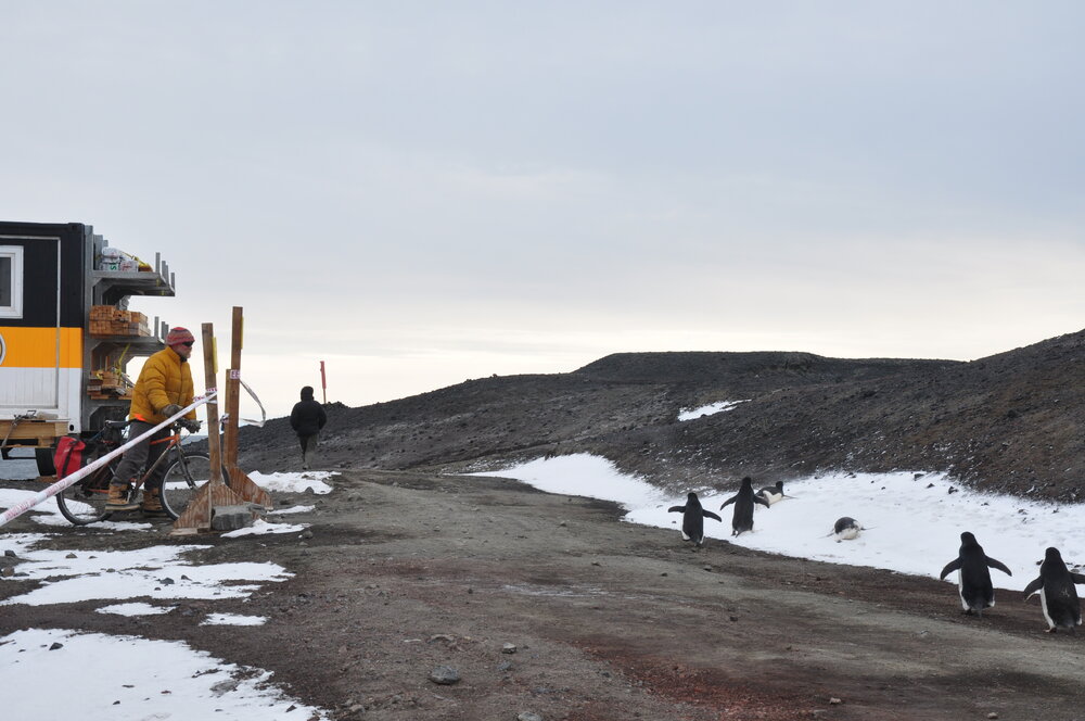 2013-14 Al Fastier and six Adelie penguins at Hut Point