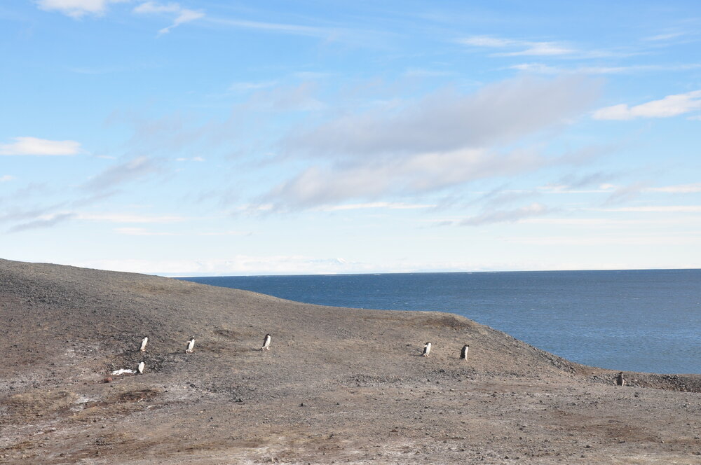 2013-14 Adelie penguins at Hut Point