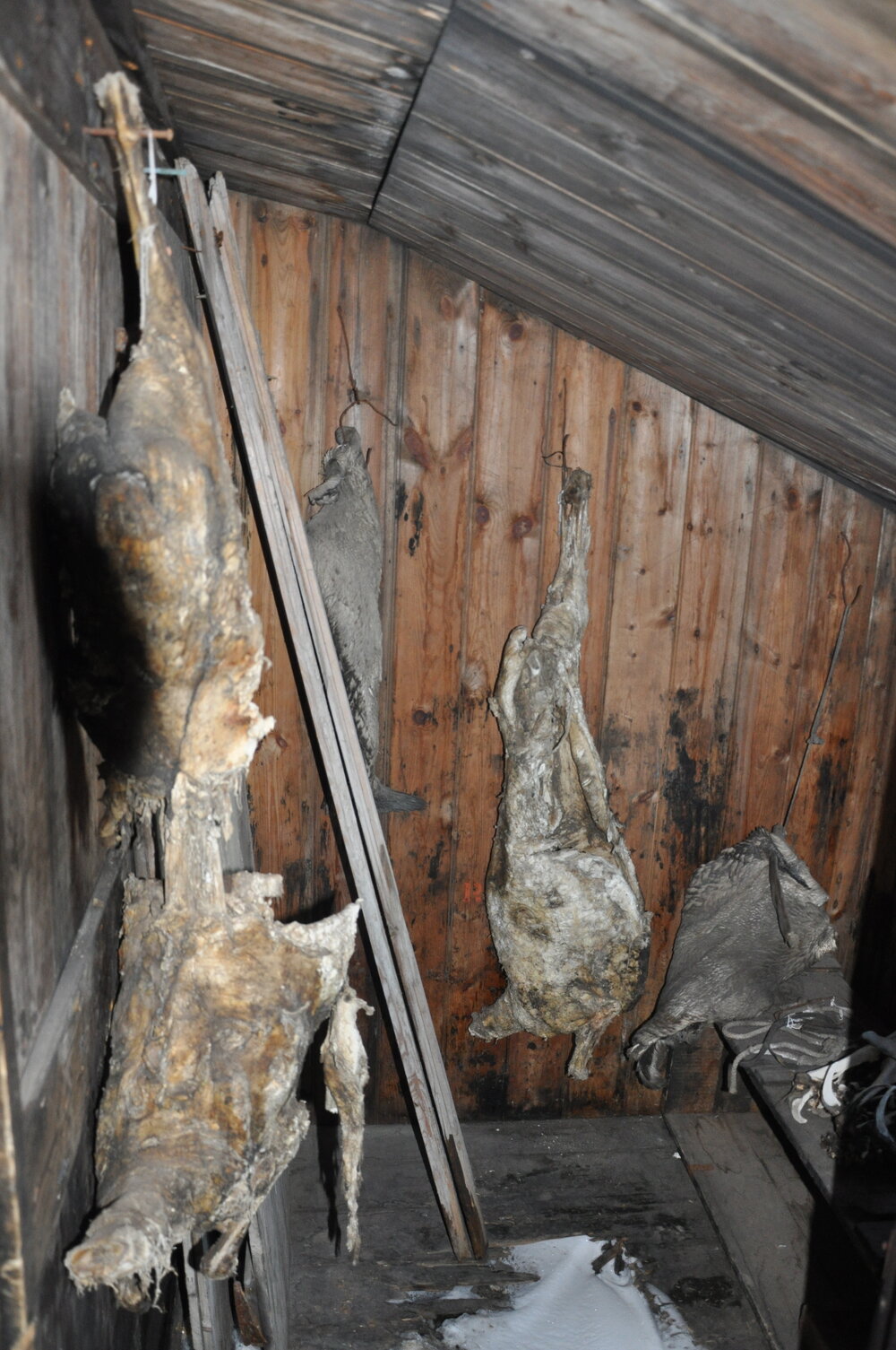 2013-14 Store inside Scott's 'Discovery' hut, Hut Point