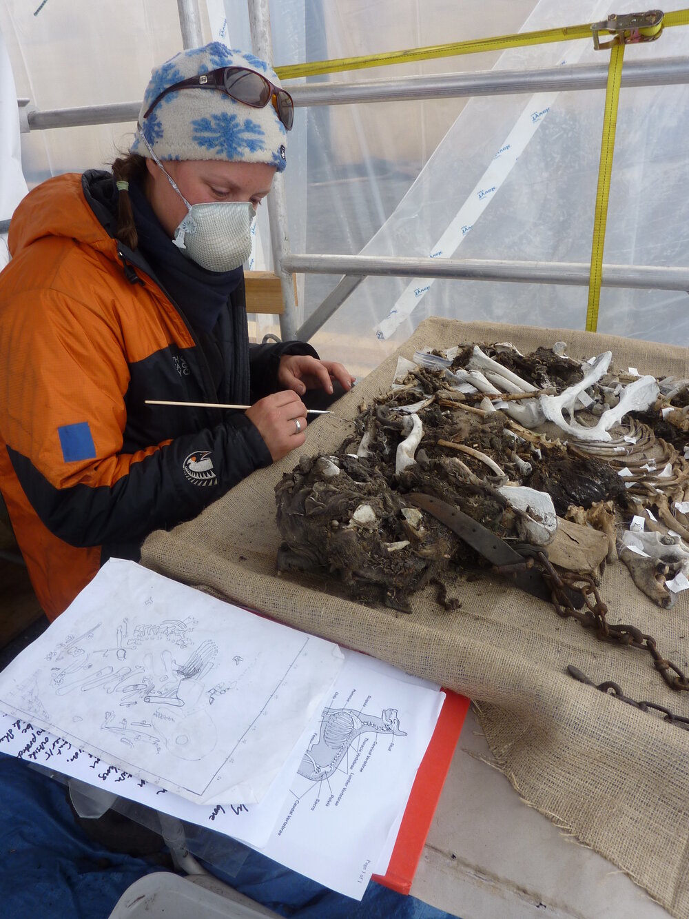 2009-10 AHT's Lucy Skinner working on dog skeleton, Cape Evans