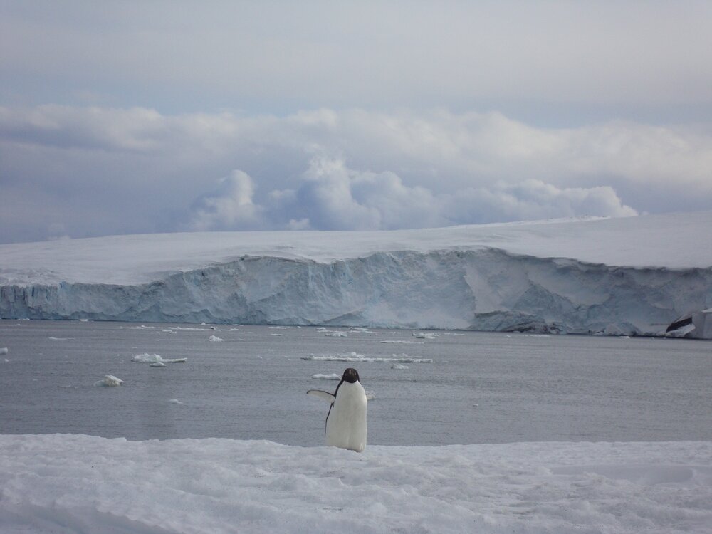 2012 Ad&eacute;lie penguin at Cape Evans