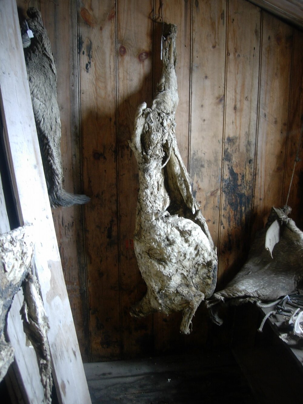 2007-08  Scott's Discovery hut inspection, interior (004)
