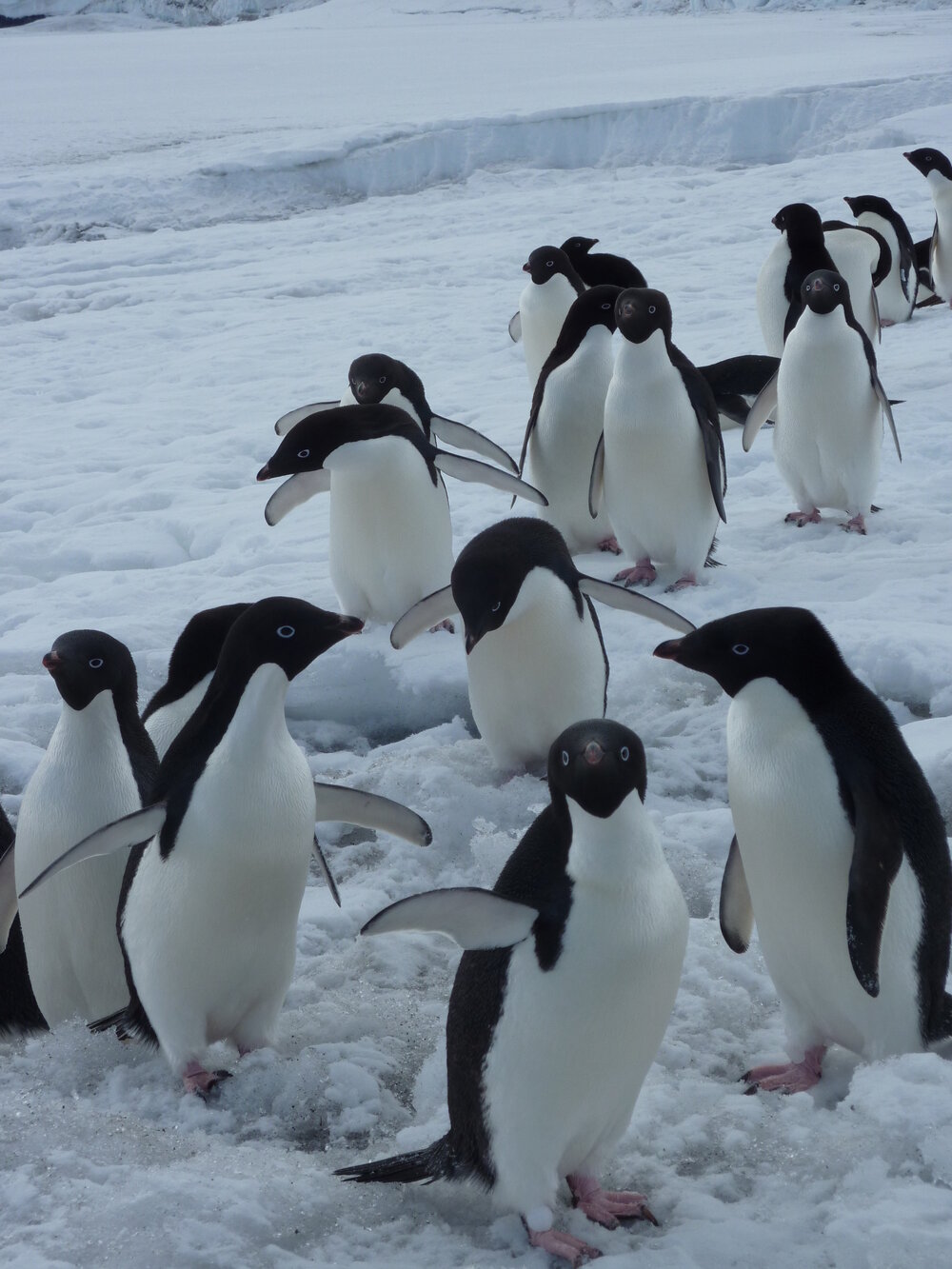 2010-11 Adelie penguins at the AHT field camp