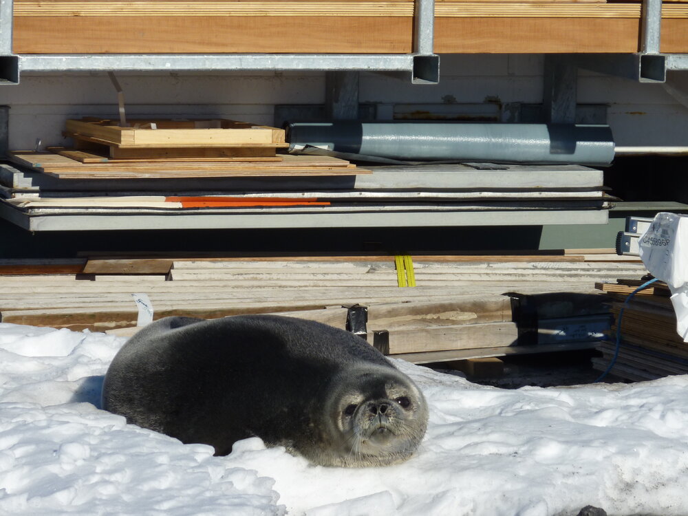 2010-11 Seal at the AHT field camp