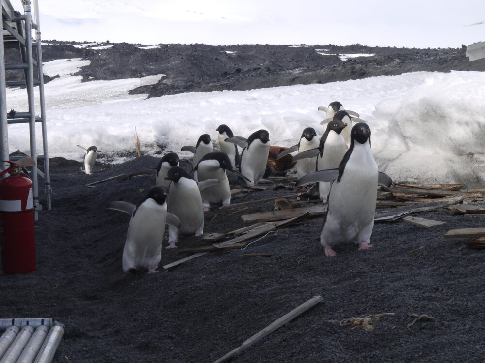 2010-11 Adelie penguins arrive at Scott's 'Terra Nova' hut, Cape Evans