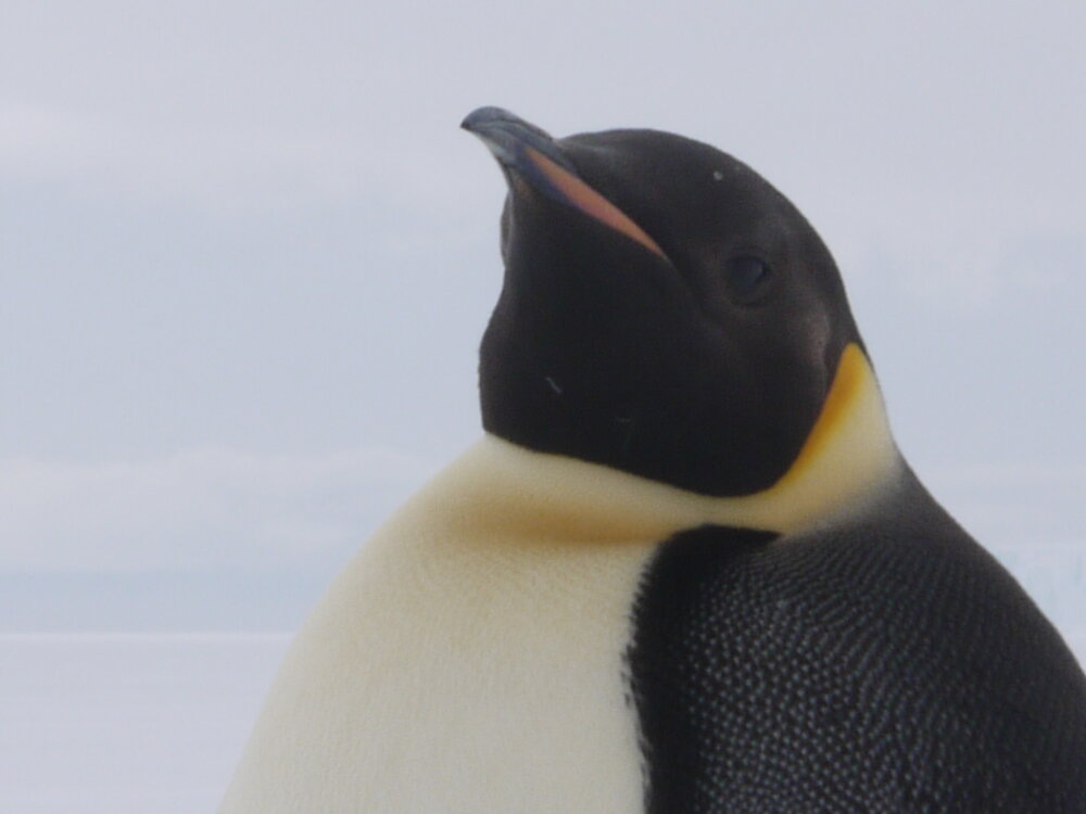 2010-11 Emperor penguin, Cape Evans