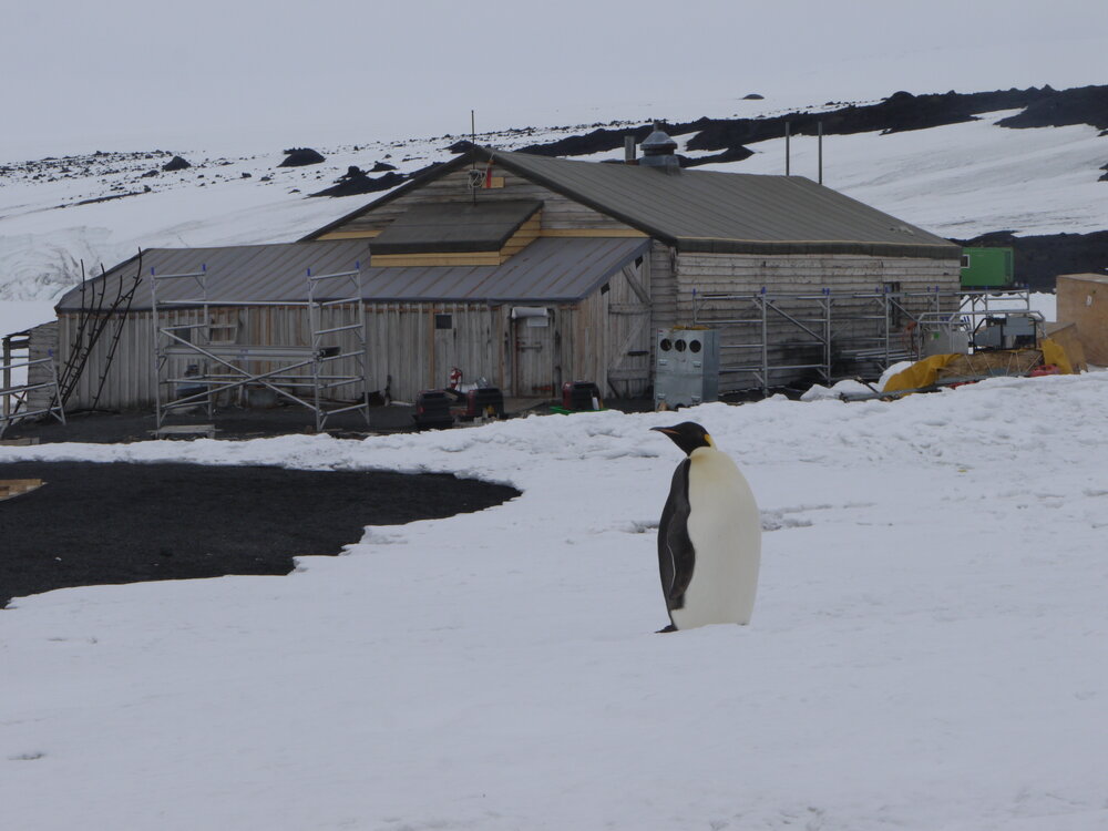 2010-11 Emperor penguin visits Cape Evans