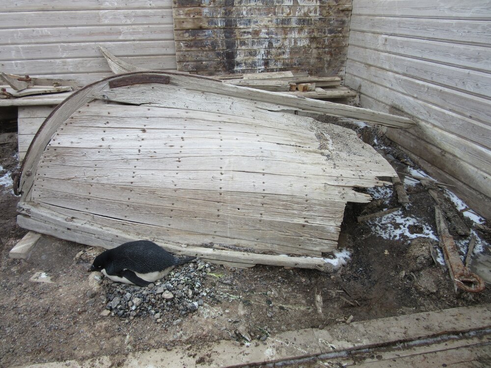 2015-16 Ad&eacute;lie penguin and whaling boat (001)