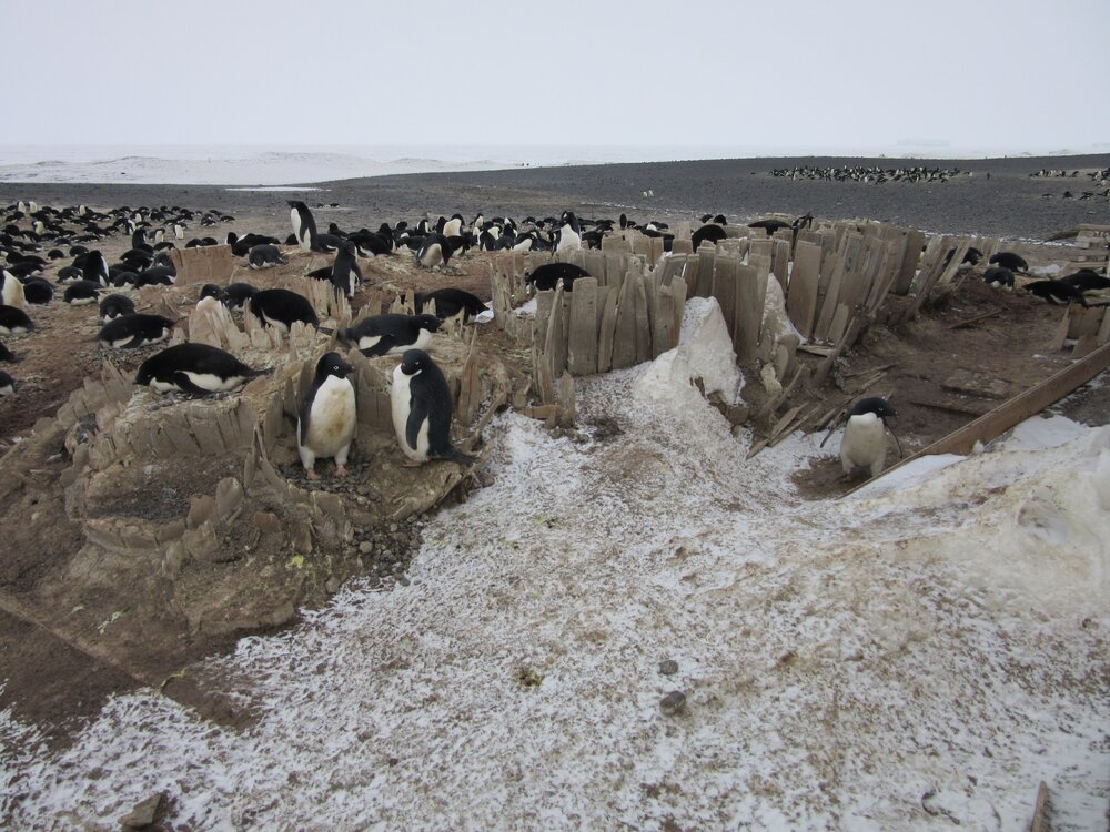 2015-16 External artefacts at Cape Adare (007)