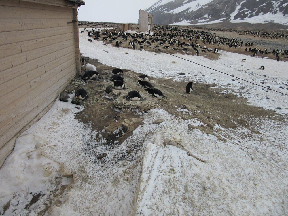 2015-16 External artefacts at Cape Adare (009)