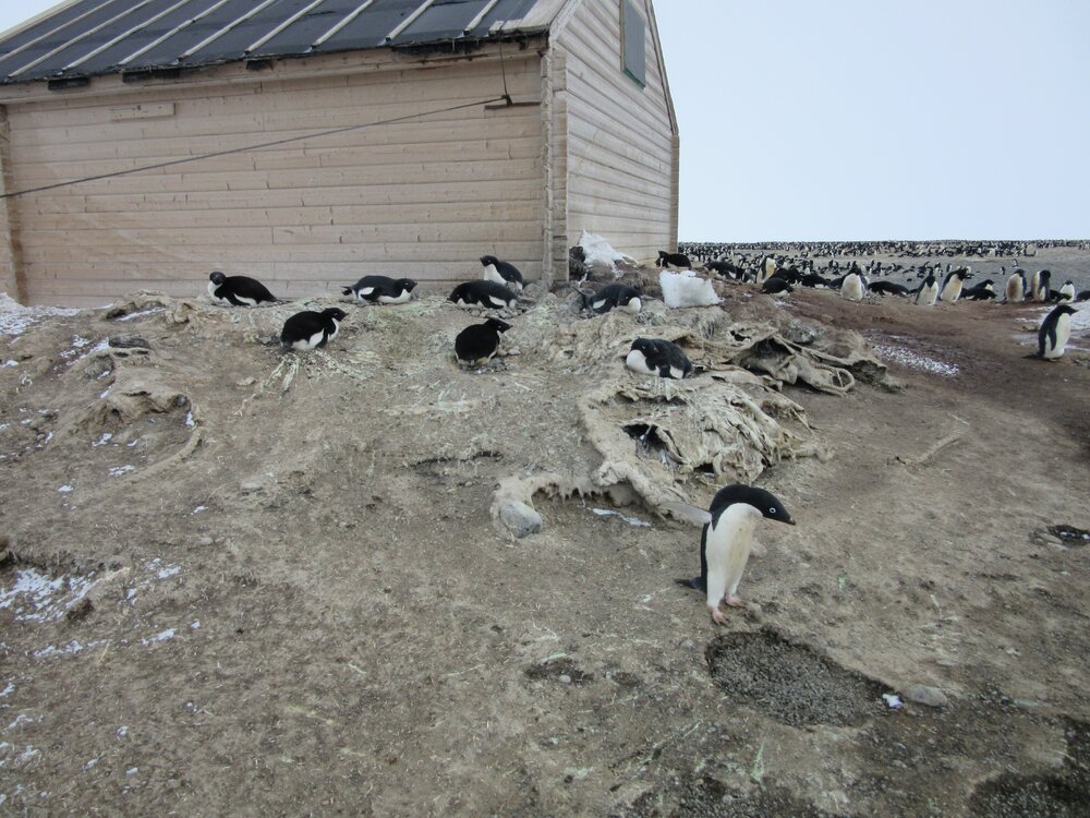 2015-16 External artefacts at Cape Adare (011)