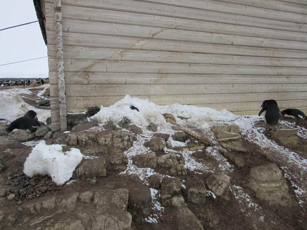 2015-16 External artefacts at Cape Adare (017)
