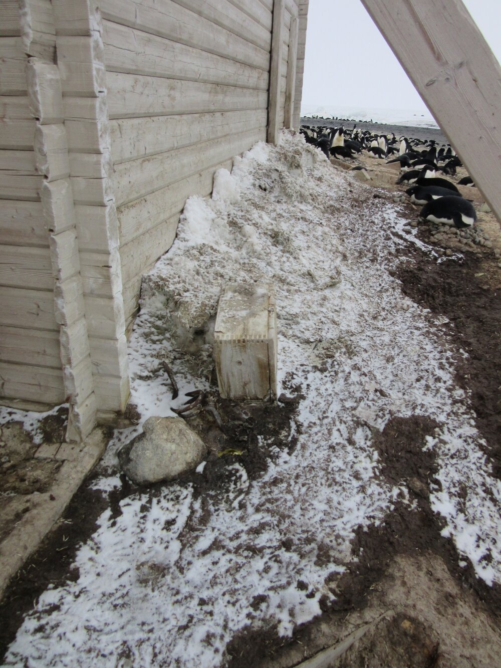 2015-16 External artefacts at Cape Adare (023)