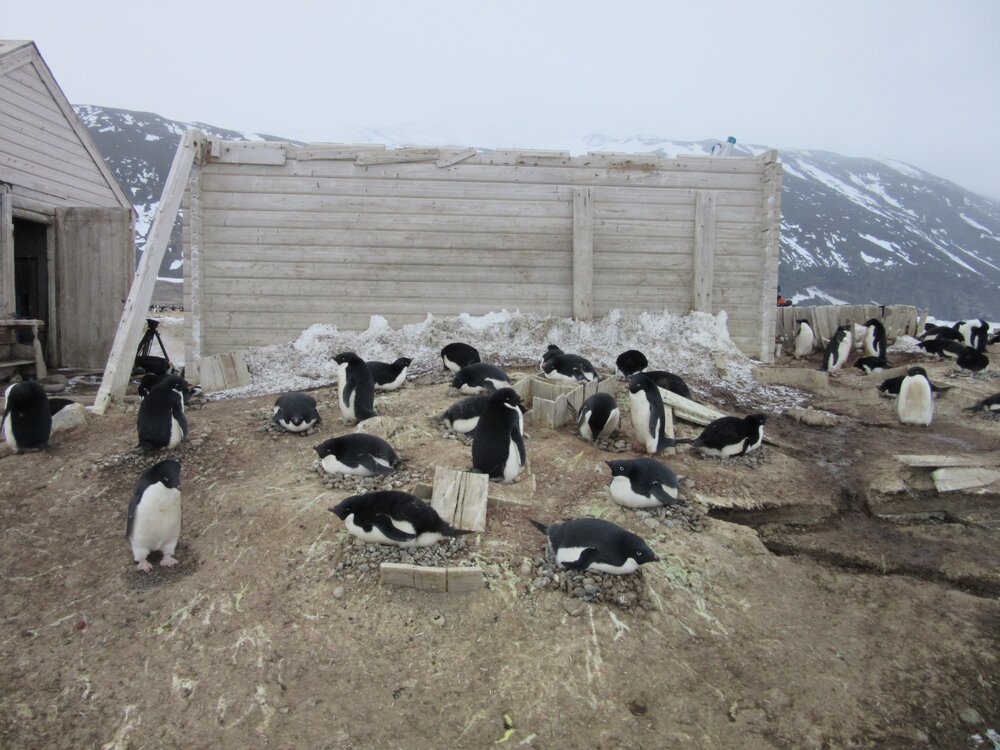 2015-16 External artefacts at Cape Adare (024)