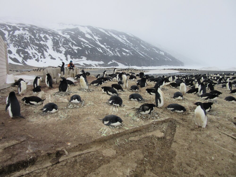 2015-16 External artefacts at Cape Adare (026)