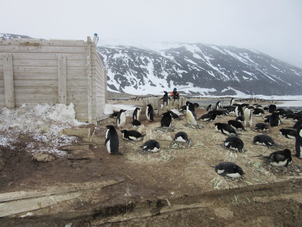 2015-16 External artefacts at Cape Adare (027)