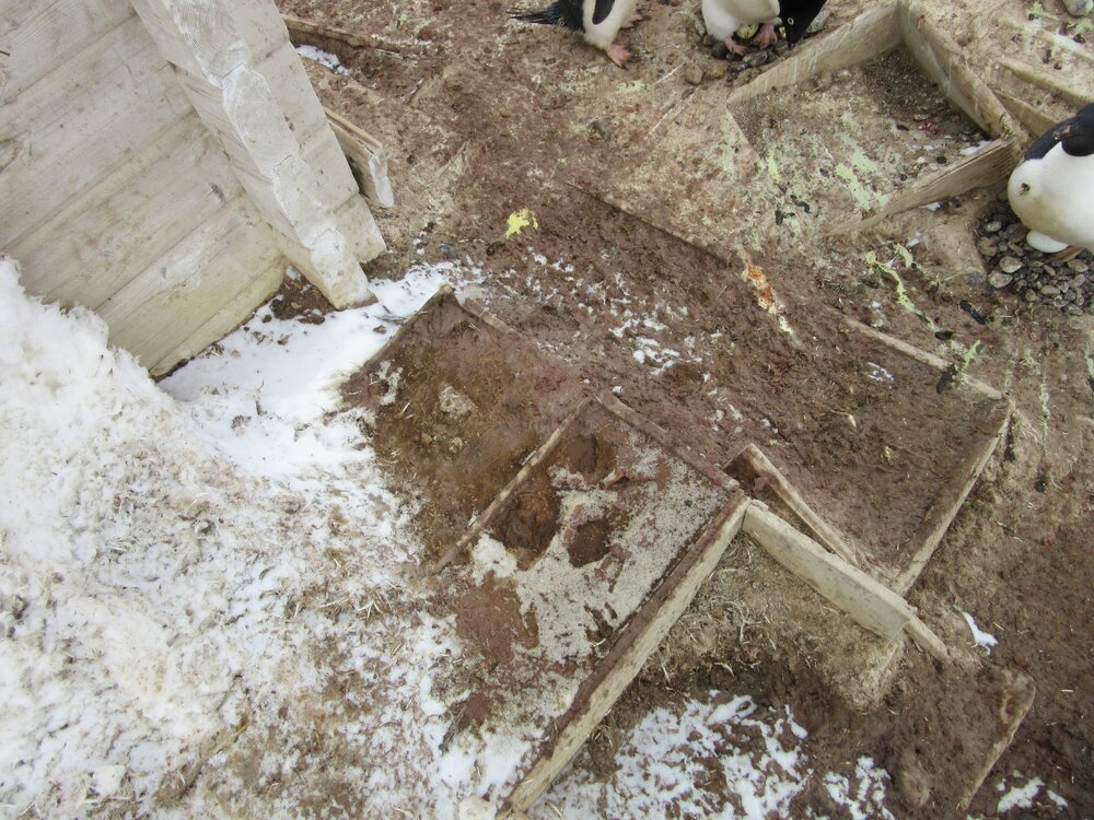 2015-16 External artefacts at Cape Adare (035)