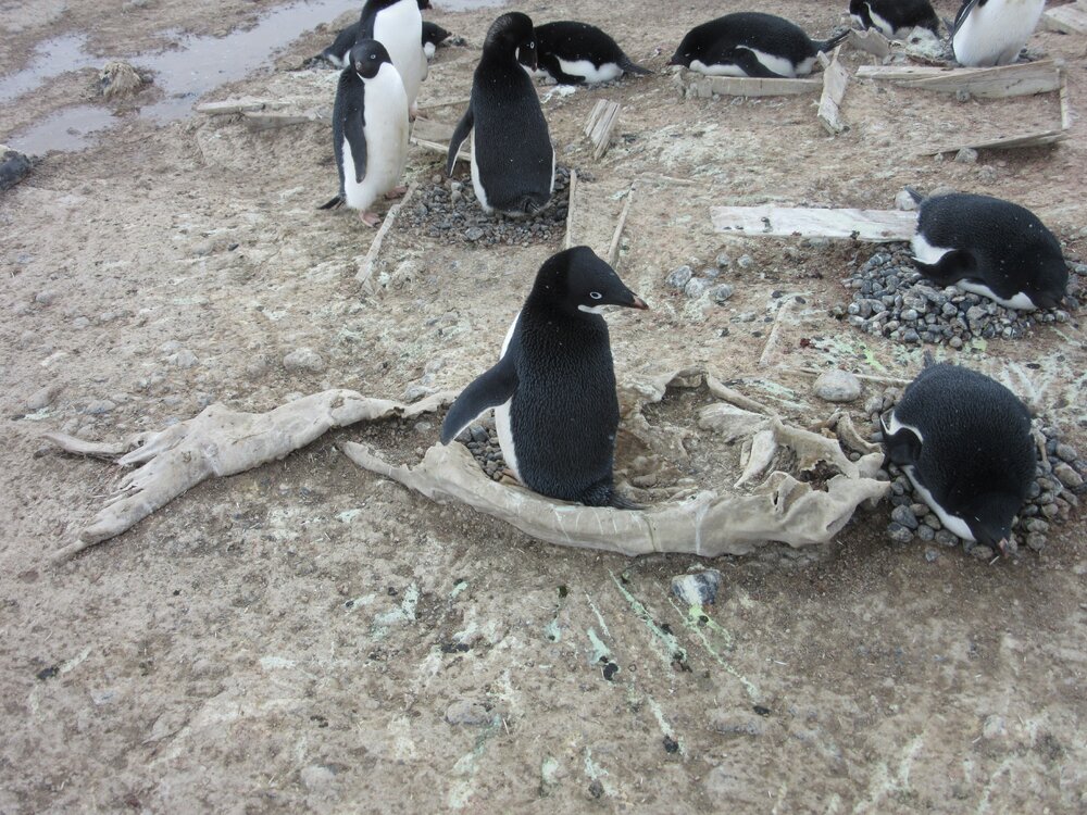 2015-16 External artefacts at Cape Adare (044)