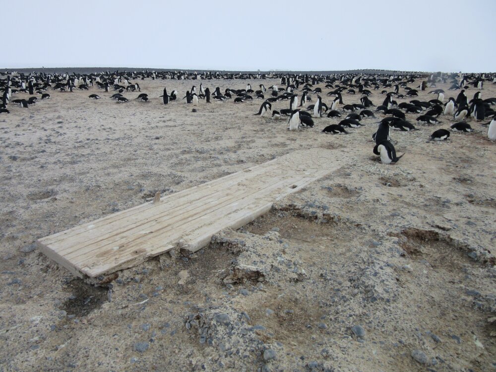 2015-16 External artefacts at Cape Adare (045)