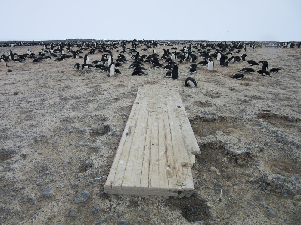 2015-16 External artefacts at Cape Adare (046)