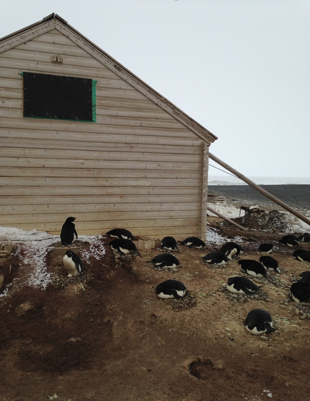 2015-16 Borchgrevink's hut and Ad&eacute;lie penguins