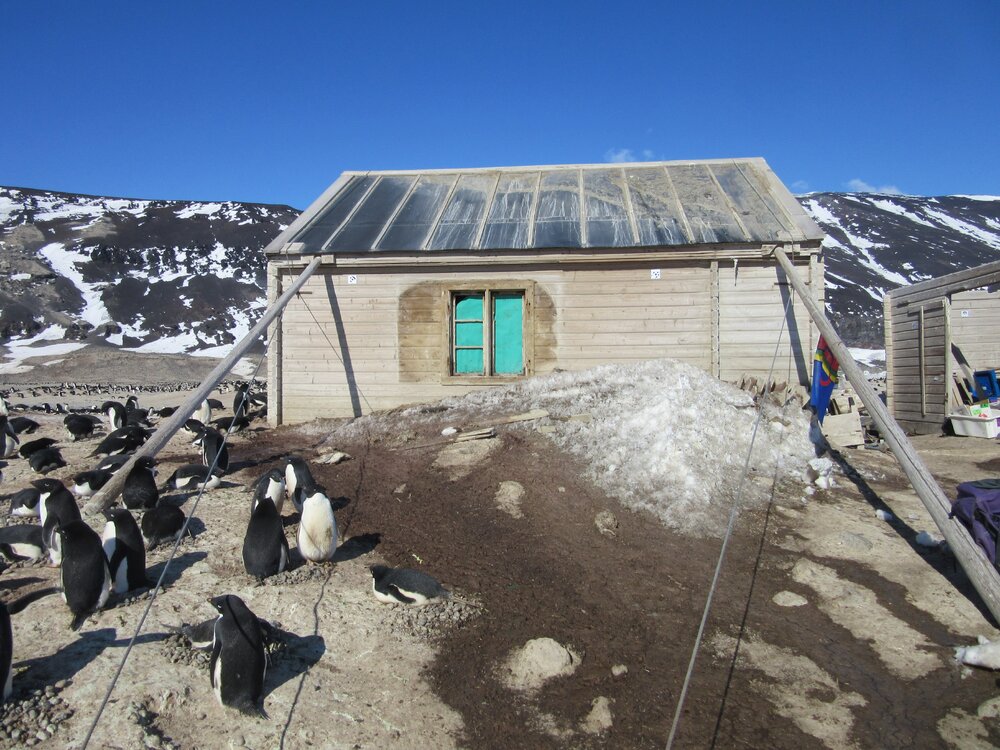 2015-16 Borchgrevink's huts and Ad&eacute;lie penguins (001)