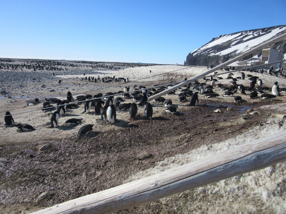 2015-16 Outside Borchgrevink's huts (001)